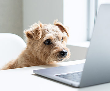 Muss Ihr Hund registiert und gechipt werden? Registrierungs- und Chippflicht
