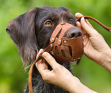 Für welche Hund gilt die Maulkorbpflicht? Muss ich meinem Hund einen Mauljorb anlegen?