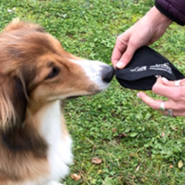 Hund an Futterdummy schnüffeln lassen Hundetrockenfutter oder Leckerlis aus Fleischsaftgarung machen den Dummy attraktiv