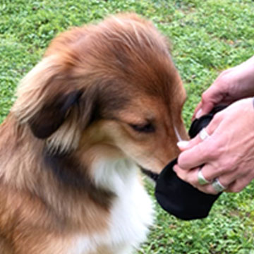Belohnung mit dem Futterdummy Erfolgreiches Apportieren mit Snacks für Hunde belohnen