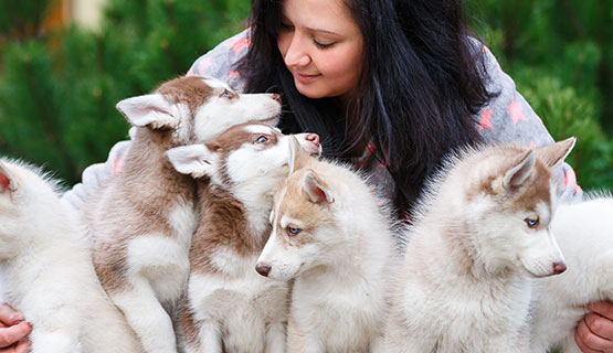 Expériences d'éleveurs sur l'alimentation des chiots avec des aliments de là Fleischsaftgarung