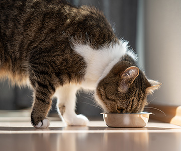Futtermittelallergie oder Futtermittelunverträglichkeit bei Katzen