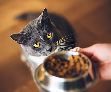Determine food allergy and food intolerance in the cat by means of a provocation test.