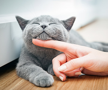 Was tun bei einer Futterallergie bei der Katze? Wie kann ich der Katze bei einer Futtermittelallergie helfen?