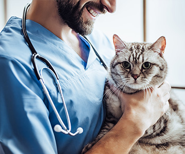 Muss meine Katze ein Diätfutter bei einer Unverträglichkeit erhalten? Nicht immer ist ein Diätfutter bei einer Allergie die richtige Lösung
