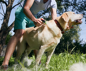 Der Fellwechsel bei Hunden kann auch ganzjährig auftreten