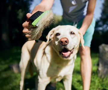 Une nourriture pour chiens de haute qualité a un effet positif sur le pelage du chien et le changement de pelage