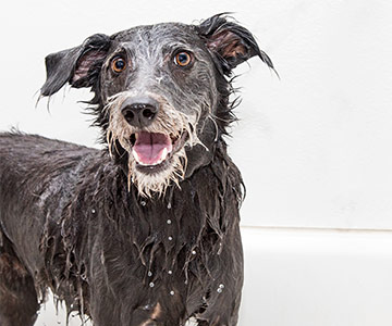 De hond in bad doen als onderdeel van de verzorging Honden mogen niet te vaak in bad vanwege de huidbarrière
