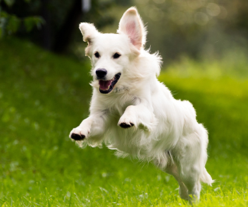 Das richtige Hundefutter kann sich positiv auf die Gelenkentwicklung bei Hunden auswirken