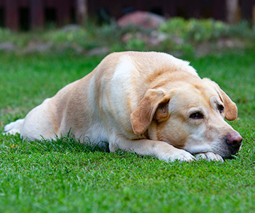 Gewrichtsproblemen bij honden