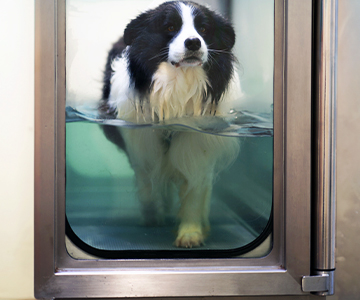 Physiotherapie beim Hund mit Aquatraining zum Lindern von Gelenkbeschwerden