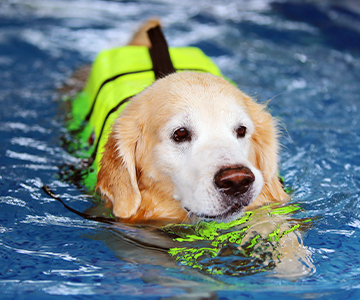 Physiotherapie beim Hund im Wasser zum Lindern von Gelenkbeschwerden