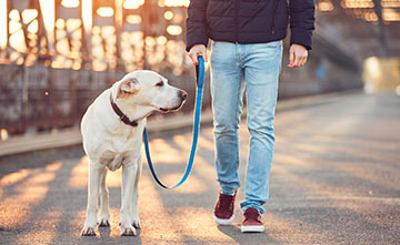 Er zijn tekenen die kunnen wijzen op negatieve stress bij de hond.