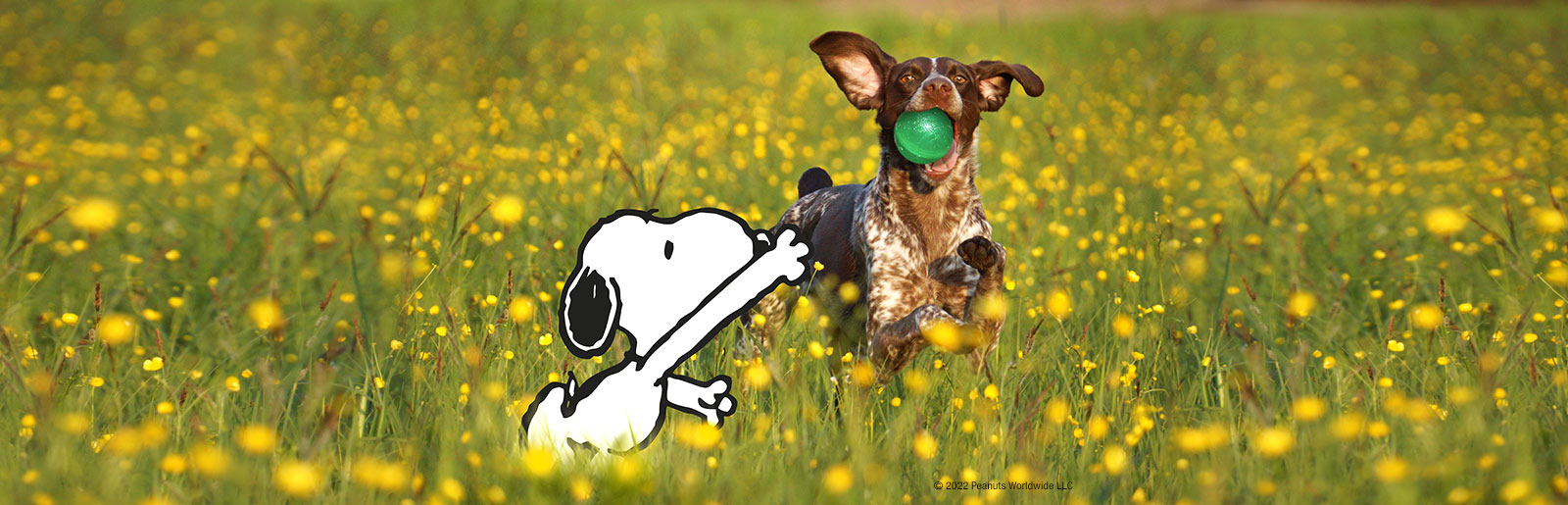 Nourriture pour chiens, aliments secs et humides pour chiens