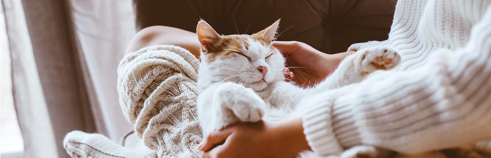 Témoignages d'autres propriétaires de chats sur les aliments pour chats PLATINUM