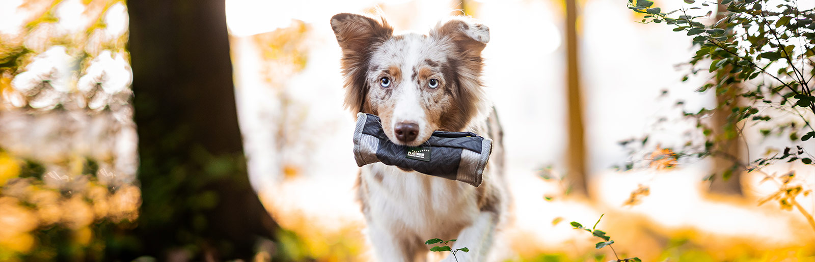 Extras für Hunde wie Dummybeutel