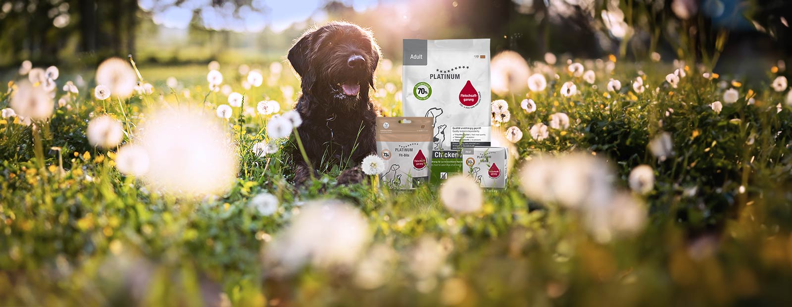 Hundefutter, Trockenfutter und Nassfutter für Hunde