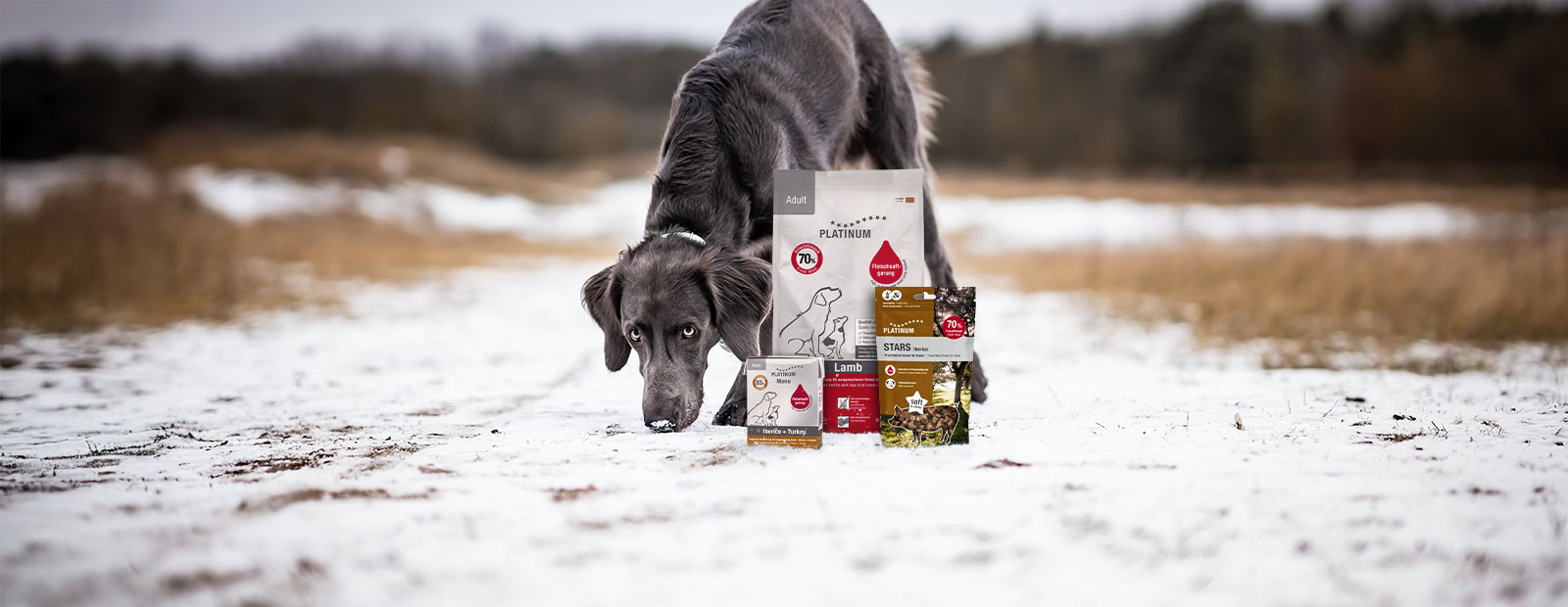 Dog standing on a snowy path with its nose to the ground, next to it a bag of dry food, a Tetra wet food pouch and a bag of snacks.