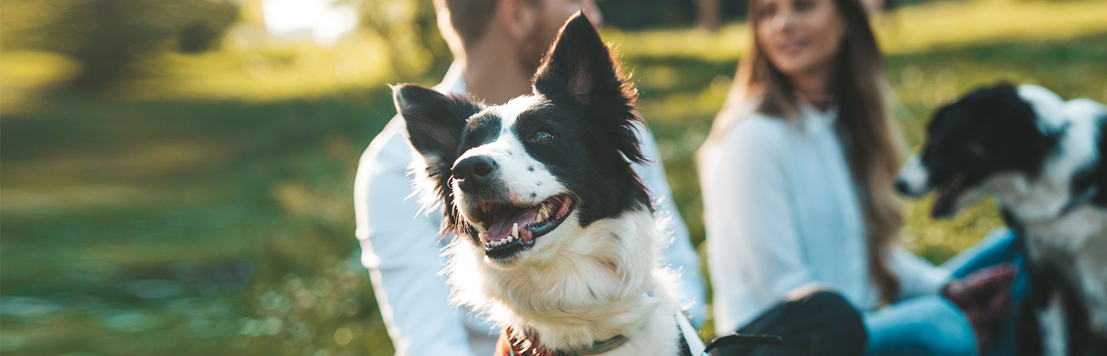 Des clients satisfaits témoignent de notre nourriture à la Fleischsaftgarung pour chiens