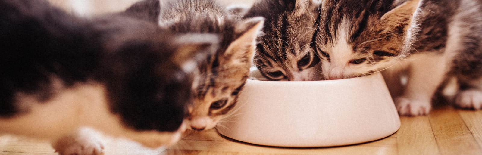Die richtige Menge an Katzenfutter füttern