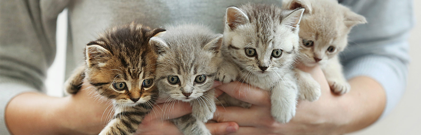 Als Katzenzüchter bei Platinum Vorteile genießen