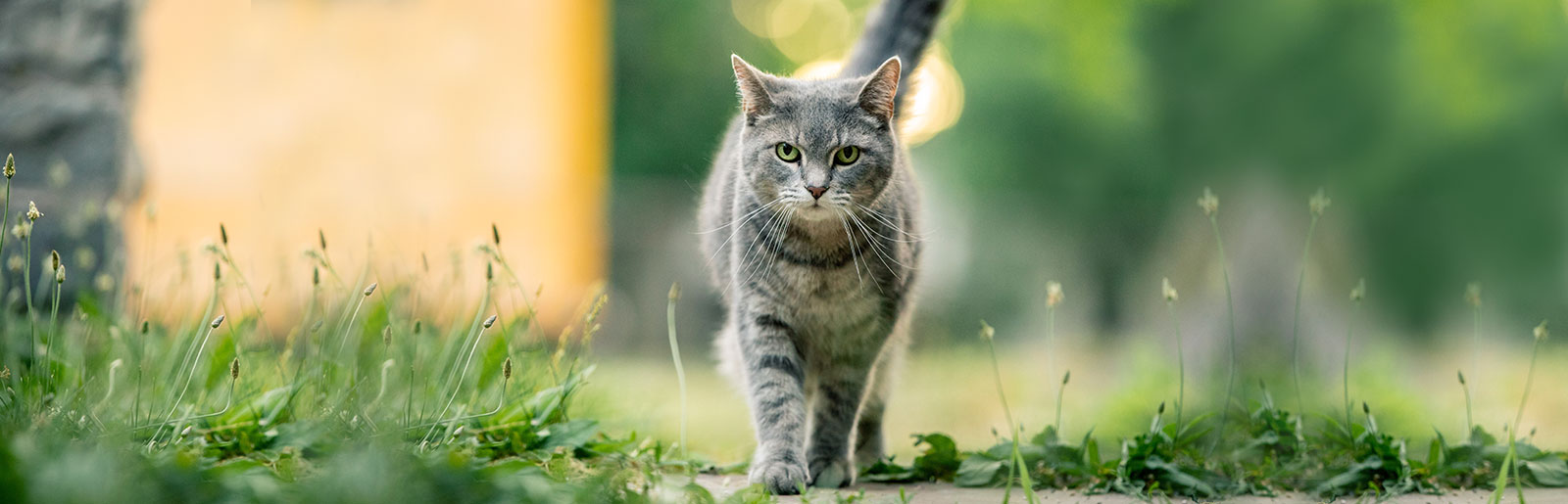 Nourriture sèche de la Freshmeatdryer - Nourriture pour chats de qualité supérieure