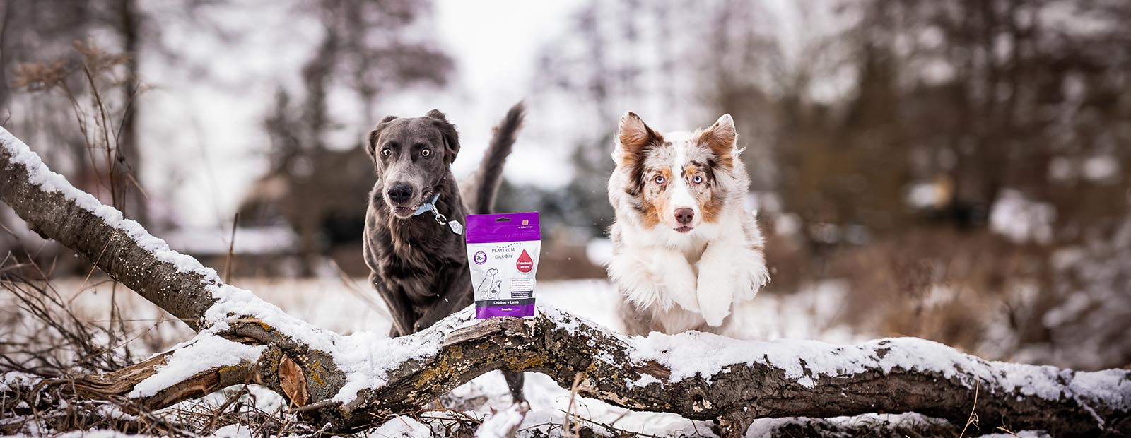 Pelles électroniques Légères Pour Les Aliments Pour Animaux De Compagnie Pour Un Portionnement Précis Et Un Suivi De La Santé