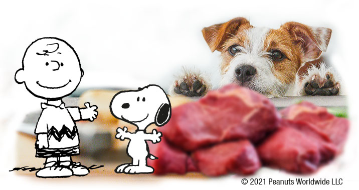 Nourriture pour chiens à haute teneur en viande