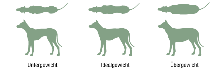 Das richtige Gewicht des Hundes mittels Idealansicht erkennen Untergewicht, Idealgewicht und Übergewicht beim Hund