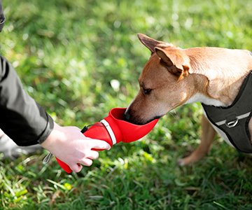 Hundetrinkflasche für unterwegs