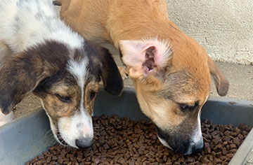 Welpentrockenfutter für den Tierschutzverein Hundegarten Serres e.V.