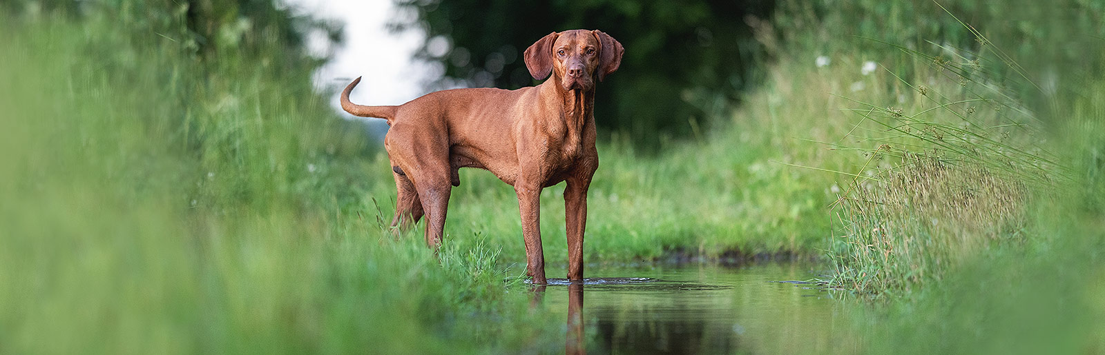 Habituer son chien à l'eau