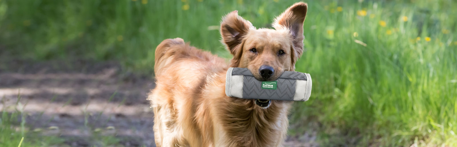 Hund das Apportieren eines Dummys mit Hundefutter oder Hundeleckerlis beibringen