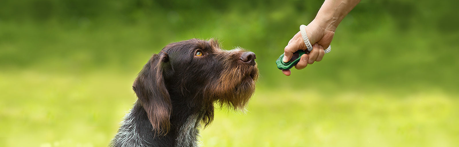 Mit dem richtigen Clickertraining lernt der Hund schnell neue Tricks