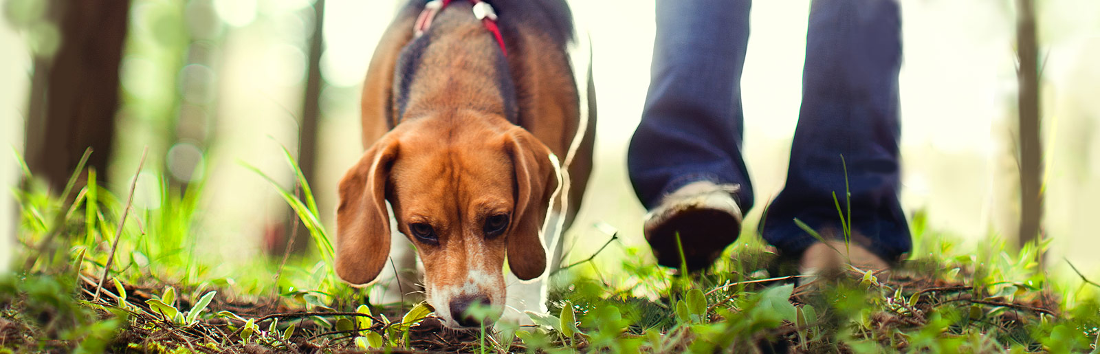 Mit dem richtigen Training lernt der Hund das Suchen und Fährten aufspüren