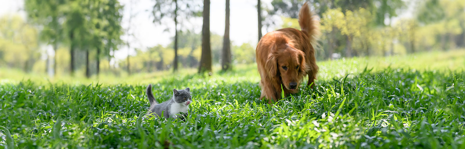 Het samenbrengen en samenleven van kat en hond