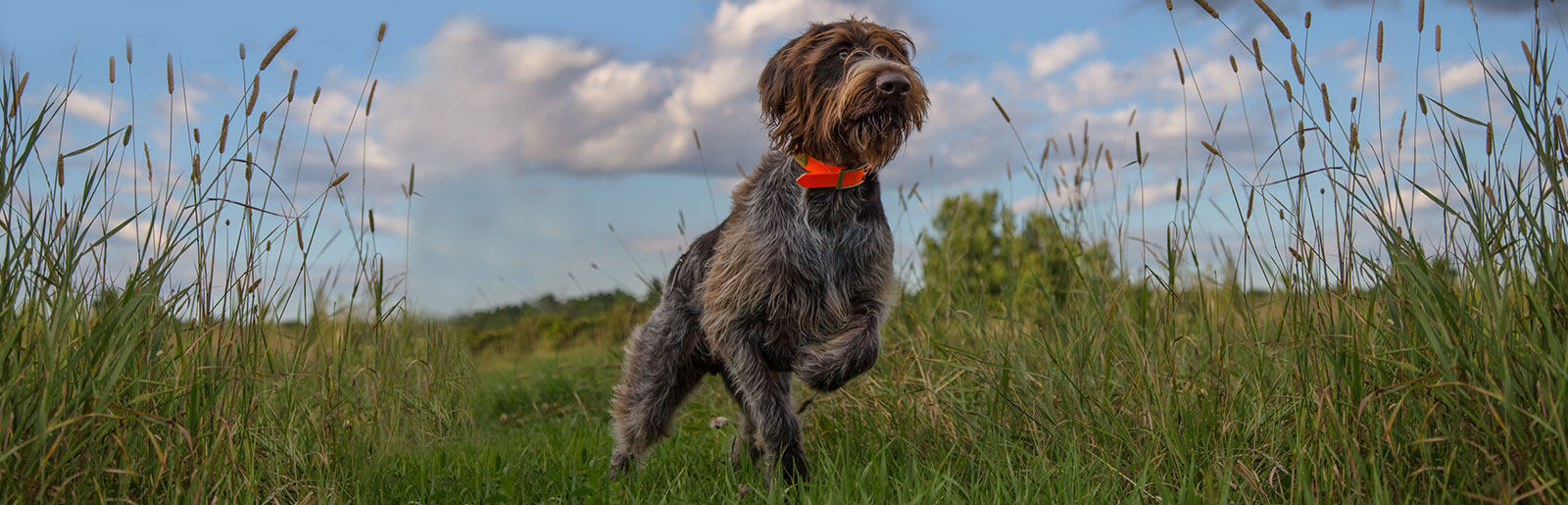 Signale des Hundes verstehen