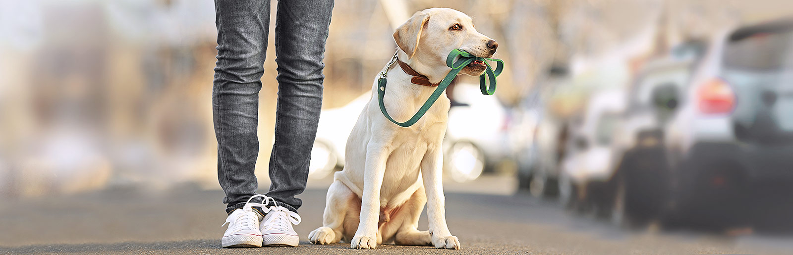 Gemeinsames Gassi laufen mit dem Hund