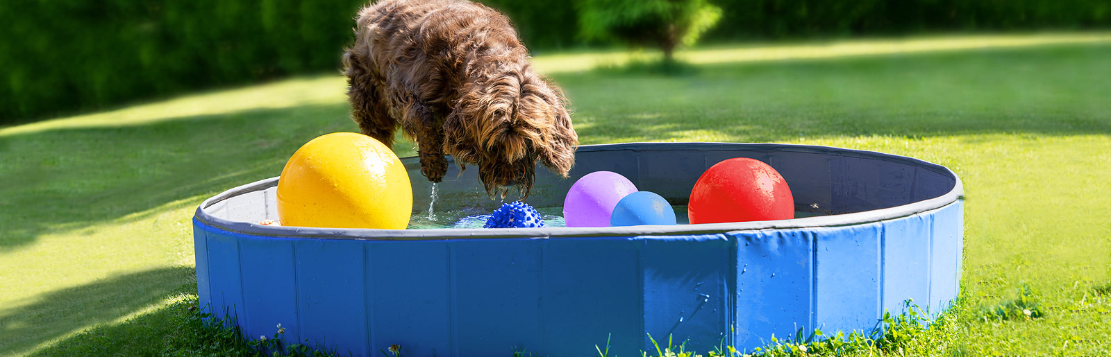 Aangename verkoeling voor de hond in het water