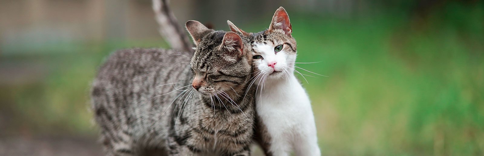 Free-roaming cats