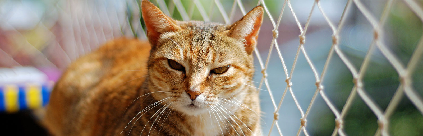 Le chat en liberté sécurisée