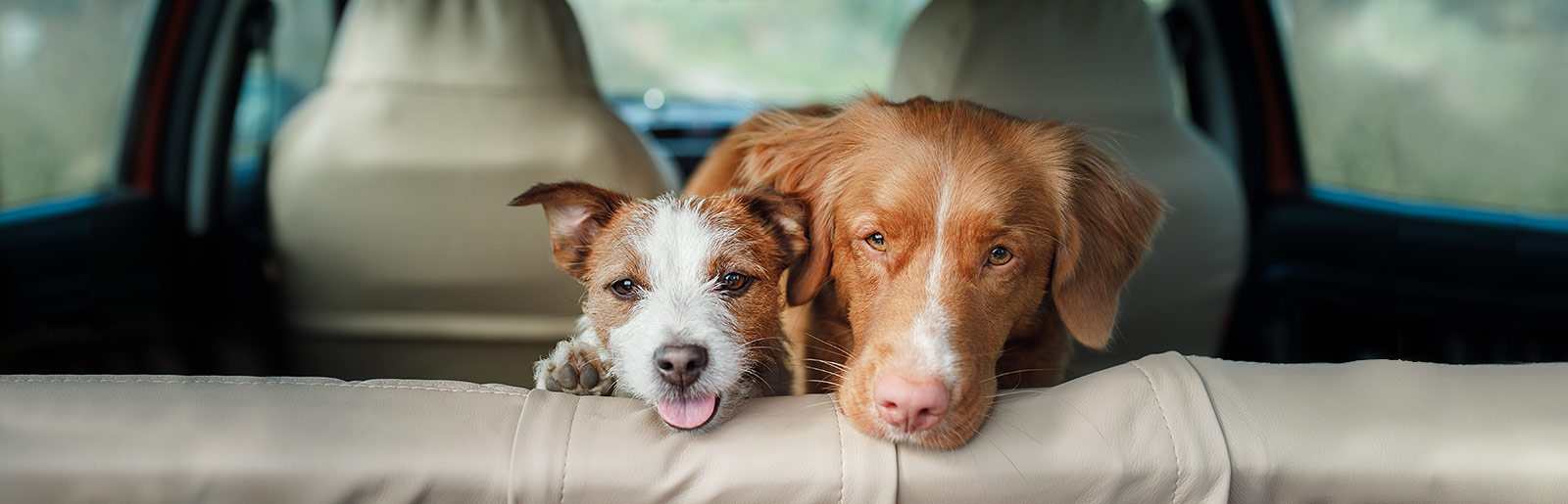 Wir geben Ihnen Tipps zum Thema Reisen mit Hund