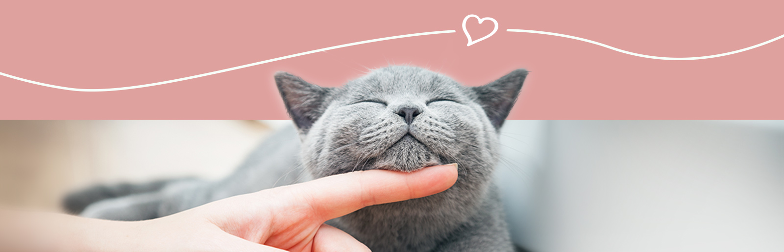 Katzenkrankenversicherung – Warum eine Absicherung für Katzen Sinn macht