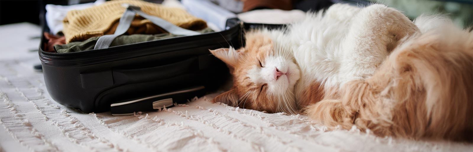 Katze liegt neben dem geöffneten Koffer
