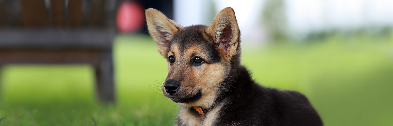 Quelle est la capacité auditive des chiens ?