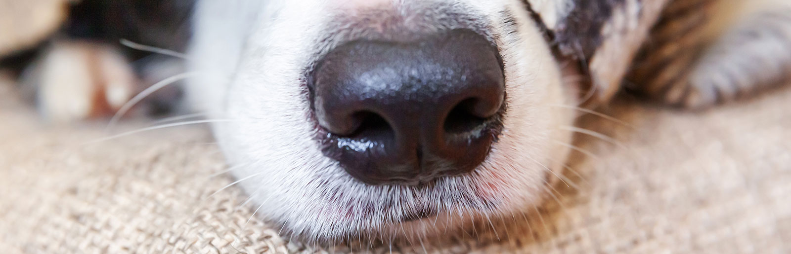 Hunde riechen ihre Umwelt, ihre Beute oder Futter, Feinde oder Gefahren sowie paarungsbereite Hundepartner