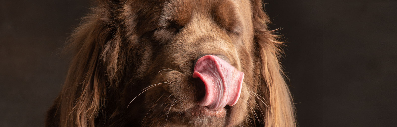 Hunde schmecken, welche Nahrungsmittel verträglich, unverträglich oder gar giftig sind