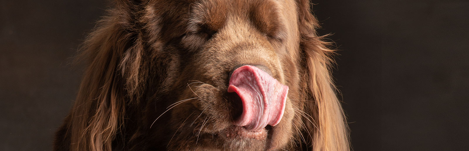 Les chiens goûtent les aliments qu'ils tolèrent, qu'ils ne tolèrent pas ou qu'ils sont même toxiques.