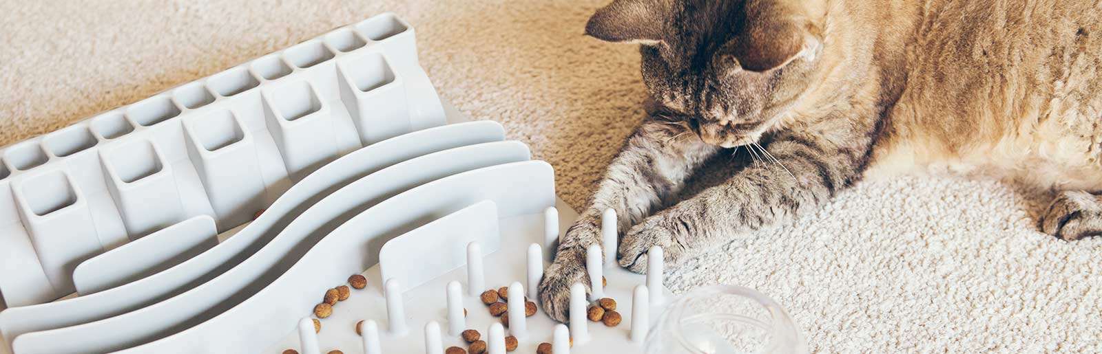 Activity Feeding bei Katzen: Katze mit Katzenfutter beschäftigen