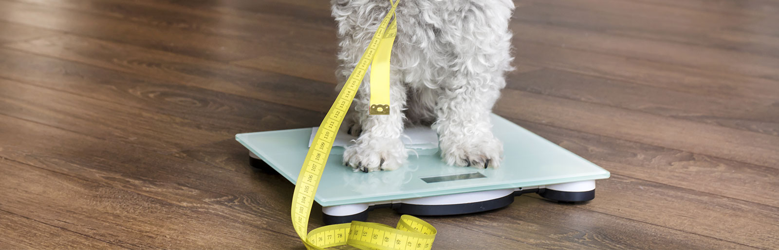 Übergewicht bei Hunden und gesundheitliche Folgen